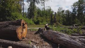 Reliable Sparrow Bush, NY Tree Care Solutions