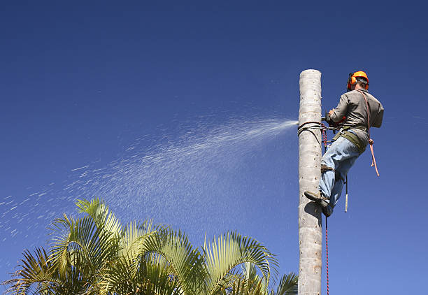 How Our Tree Care Process Works  in  Sparrow Bush, NY